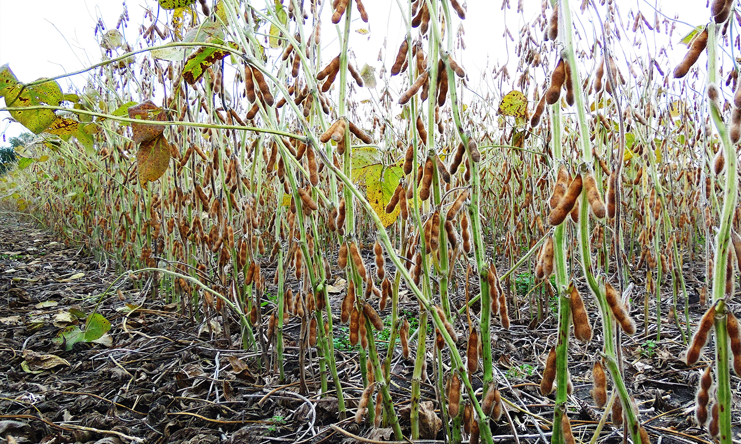 Soybeans with green stems and mature pods.